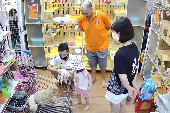 Cửa Hàng Bán Chó Phốc Sóc Pomeranian – Mập Pet House Uy Tín Tại Hà Nội