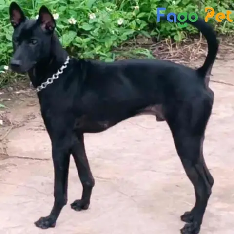 Những Lý Do Bạn Nên Nuôi Chó Phú Quốc Đen