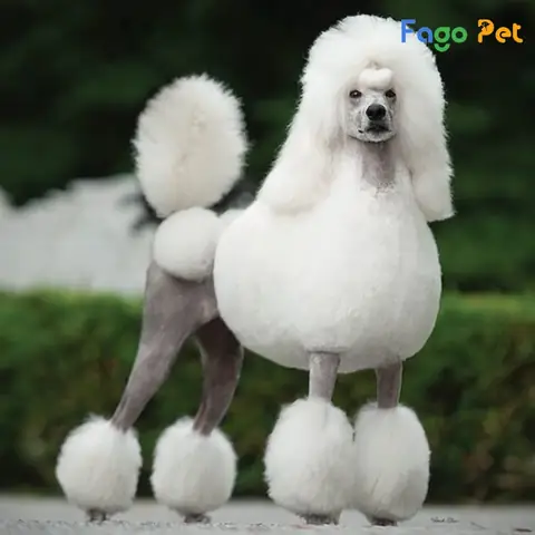 Ưu Điểm Khi Lựa Chọn Mua Chó Poodle Standard Tại Fago Pet Ưu Điểm Khi Lựa Chọn Mua Chó Poodle Standard Tại Fago Pet