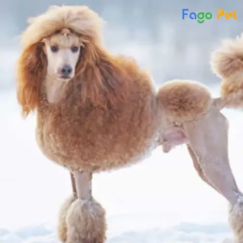 Giá Poodle Standard Là Bao Nhiêu Giá Poodle Standard Là Bao Nhiêu