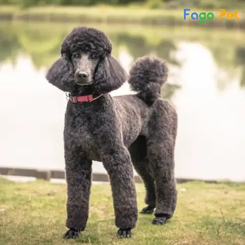 Những Lý Do Bạn Nên Nuôi Chó Poodle Standard Những Lý Do Bạn Nên Nuôi Chó Poodle Standard