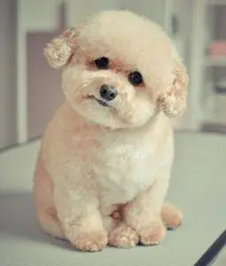 Tại Tphcm: Thiên Đường Cho Những Người Yêu Thú Cưng