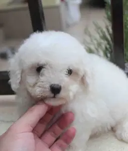 Bắt Đầu Hành Trình Với Chú Chó Poodle Hoàn Hảo Ngay Hôm Nay