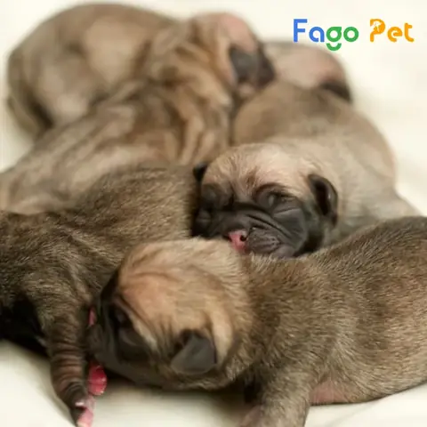 Giá Chó Pug 2 Tháng Tuổi Cập Nhật Mới Nhất