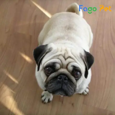 Giới Thiệu Chung Về Ngoại Hình Giống Chó Pug Mini Giới Thiệu Chung Về Ngoại Hình Giống Chó Pug Mini