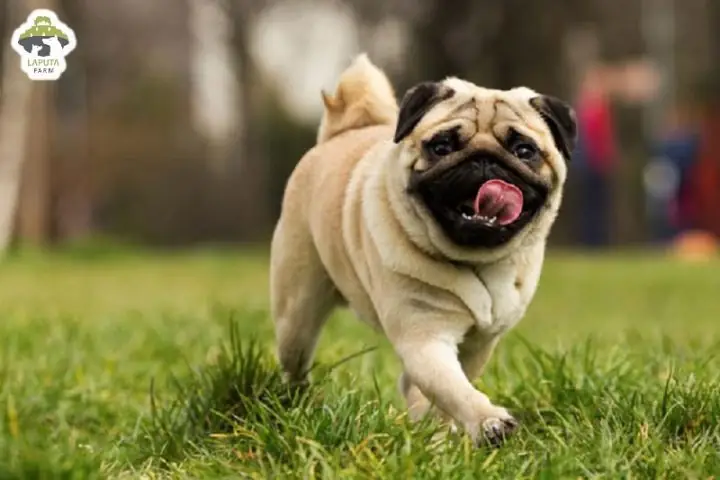 Lý Do Chó Pug Mini Được Yêu Thích Tại Tphcm Lý Do Chó Pug Mini Được Yêu Thích Tại Tphcm