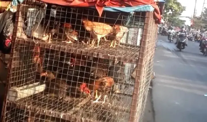 Cổ Gà Xay Cho Chó: Góc Nhìn Khoa Học Về Dinh Dưỡng Thú Cưng Cổ Gà Xay Cho Chó: Góc Nhìn Khoa Học Về Dinh Dưỡng Thú Cưng