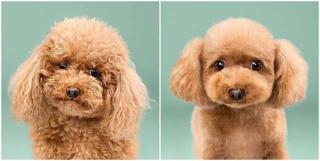 Bán Dụng Cụ Tỉa Lông Chó Bán Dụng Cụ Tỉa Lông Chó