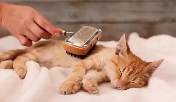 Lợi Ích Khi Sử Dụng Lược Chải Lông Chó Mèo? Lợi Ích Khi Sử Dụng Lược Chải Lông Chó Mèo?