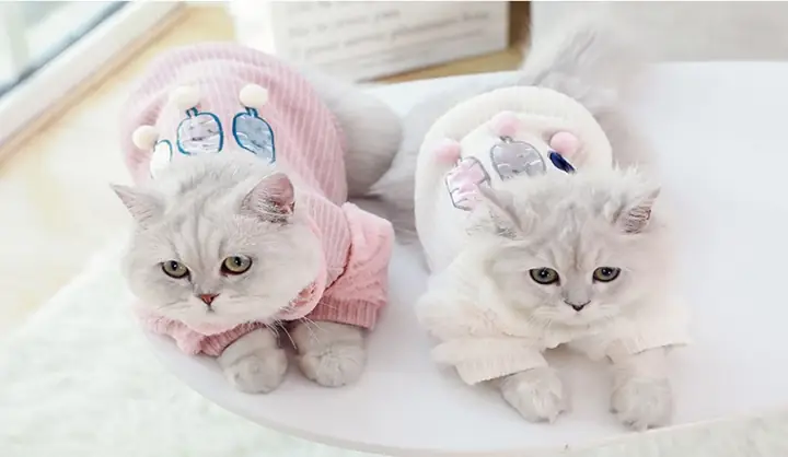 Mua Quần Áo Cho Chó Ở Đâu Uy Tín, Giá Tốt Tại Hà Nội?