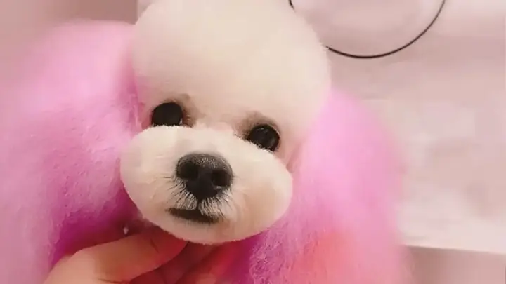 Các Phương Pháp Nhuộm Lông Chó Poodle
