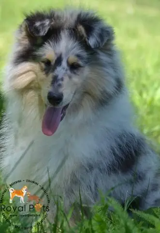 Nên Mua Chó Con Hay Chó Trưởng Thành?