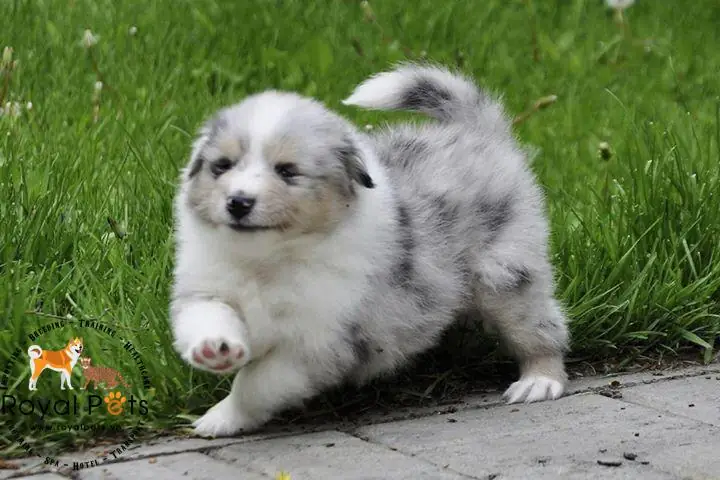 Kiểm Tra Sức Khỏe Của Chó