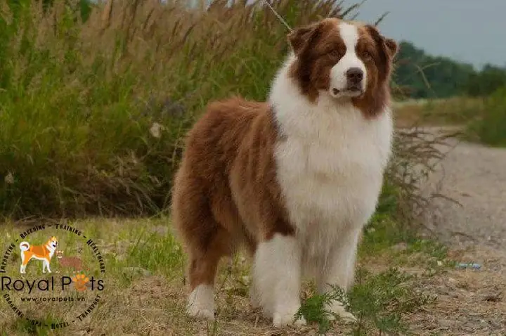 Có Nên Mua Chó Không Có Giấy Tờ Để Tiết Kiệm Chi Phí Không?