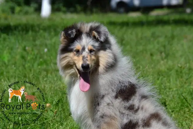 Chi Phí Nuôi Chó Trung Bình Hàng Tháng Là Bao Nhiêu?