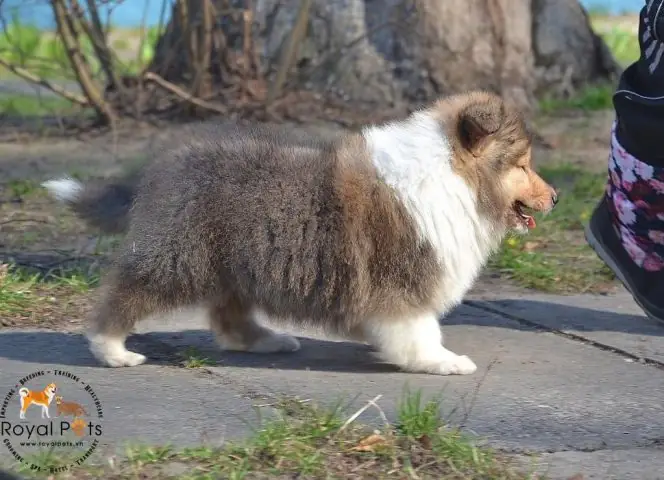 Cân Nhắc Ngân Sách Nuôi Dưỡng Lâu Dài