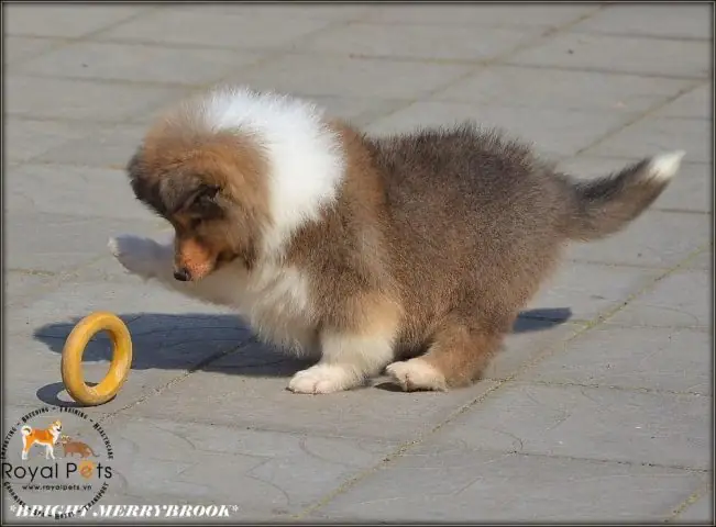 Giá Chó Collie (rough Collie)