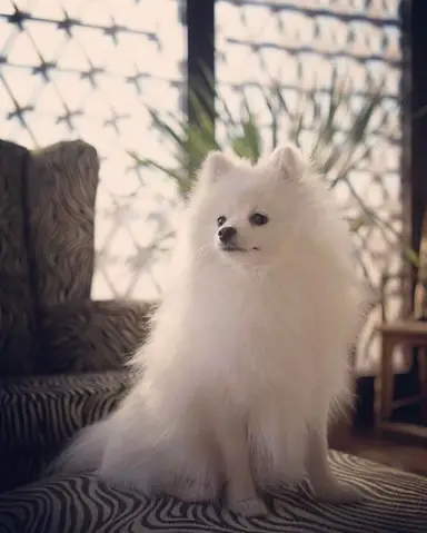 Giá Từ 40-60 Triệu Đồng (tương Đương 2000-3000$)