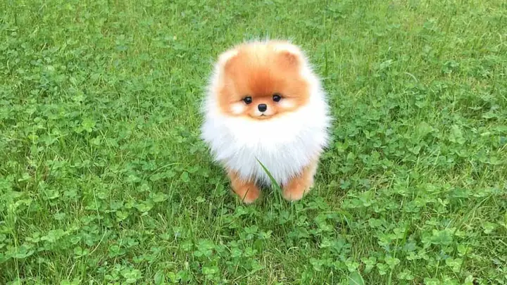 Giá Từ 12-16 Triệu Đồng