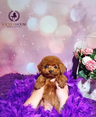 Phối Giống Poodle Cái Màu Chocolate
