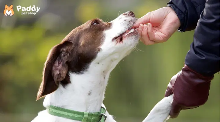 Snack Cho Chólà Gì?