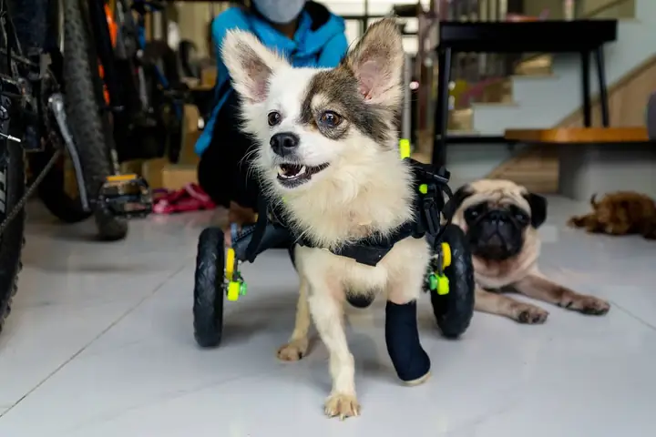 Bánh Xe Cho Chó Bị Liệt