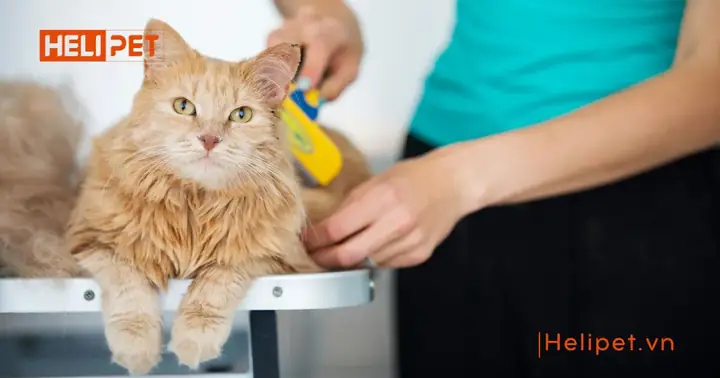 2 Giữ Cho Mèo Bị Liệt Luôn Sạch Sẽ Và Khô Ráo