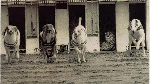 Báo Chạy Đua Với Chó: Ai Nhanh Hơn Và Tại Sao?