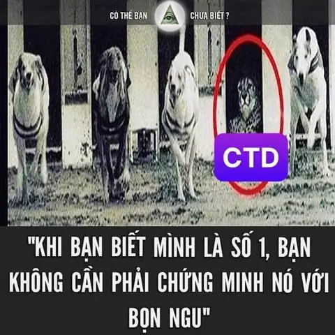 Báo Cheetah Đua Với Chó Săn
