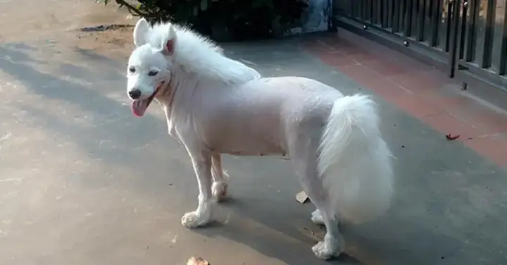 Thời Gian Để Lông Chó Mọc Lại Sau Cạo