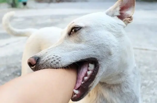 Bé 7 Tuổi Bị Chó Cắn Chết: Nguyên Nhân, Cảnh Báo Và Cách Phòng Tránh Để Bảo Vệ Trẻ Em