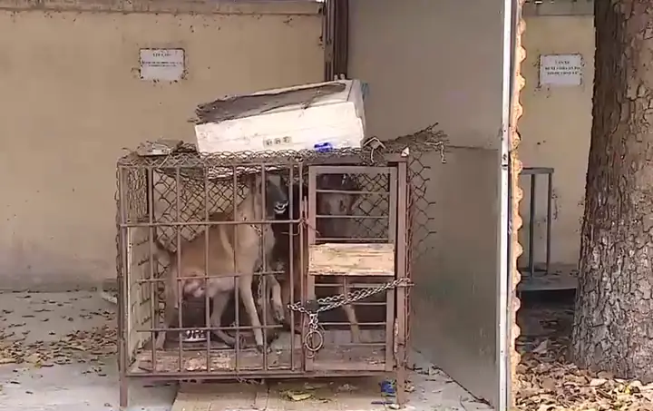 Bé Gái 5 Tuổi Bị Chó Cắn Tử Vong: Khởi Tố, Bắt Tạm Giam Chủ 2 Con Chó - Ảnh 1.