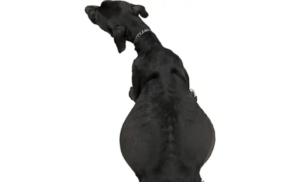 Chó To Bụng Nhưng Không Có Nước. Chó To Bụng Nhưng Không Có Nước.