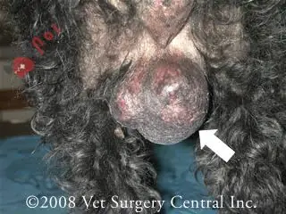 Ung Thư Tinh Hoàn Là Một Căn Bệnh Phát Sinh Từ Tế Bào Của Tinh Hoàn, Gây Ra Sự Phát Triển Bất Thường Và Không Kiểm Soát Của Các Tế Bào Này. Ung Thư Tinh Hoàn Ở Chó Có Thể Gây Ra Các Triệu Chứng Như: Sưng Tinh Hoàn, Đau Tinh Hoàn, Khó Khăn Trong Việc Đi Tiểu Và Giao Phối, Và Cảm Giác Mệt Mỏi Và Khó Chịu. Ung Thư Tinh Hoàn Là Một Căn Bệnh Phát Sinh Từ Tế Bào Của Tinh Hoàn, Gây Ra Sự Phát Triển Bất Thường Và Không Kiểm Soát Của Các Tế Bào Này. Ung Thư Tinh Hoàn Ở Chó Có Thể Gây Ra Các Triệu Chứng Như: Sưng Tinh Hoàn, Đau Tinh Hoàn, Khó Khăn Trong Việc Đi Tiểu Và Giao Phối, Và Cảm Giác Mệt Mỏi Và Khó Chịu.