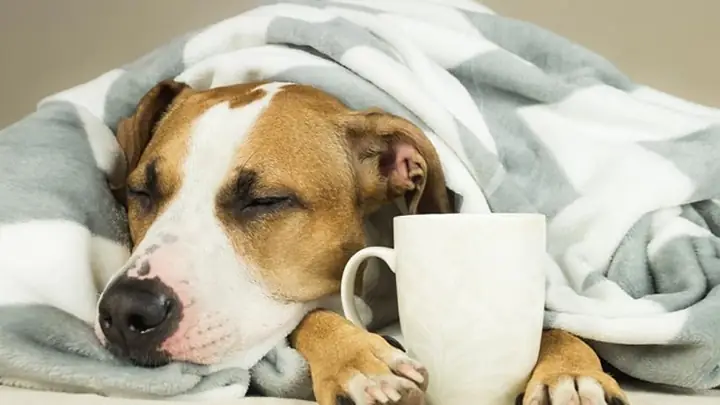 3chăm Sóc Ban Đầu Khi Chó Mắc Bệnh Care