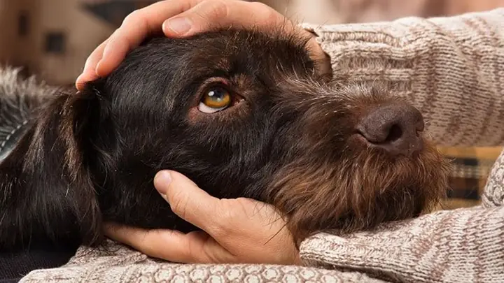 2bệnh Care Ở Chó Có Chữa Được Không?