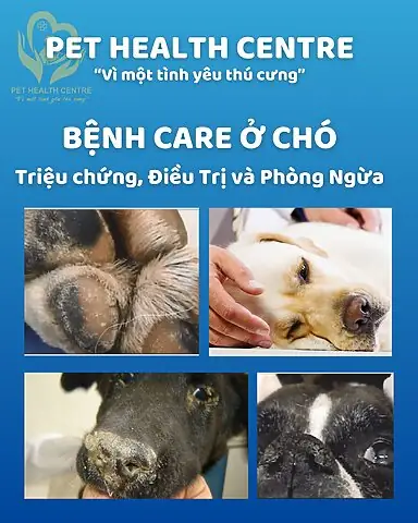 Bệnh Care Ở Chó Mèo: Tổng Quan & Cách Phòng Tránh Hiệu Quả