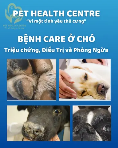 Bệnh Care Ở Chó Poodle