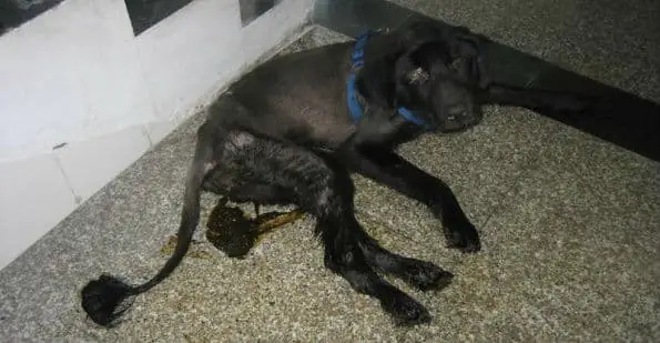 Đường Tiêu Hóa