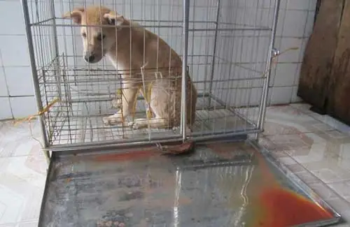 Bệnh Parvo Và Care Ở Chó