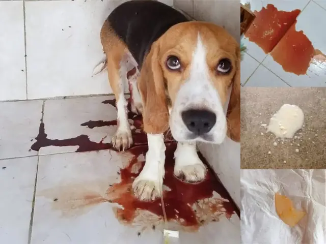 Bệnh Parvo Và Care Ở Chó