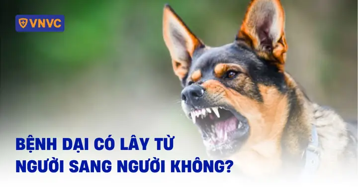 Bệnh Dại Có Lây Từ Người Sang Người Không