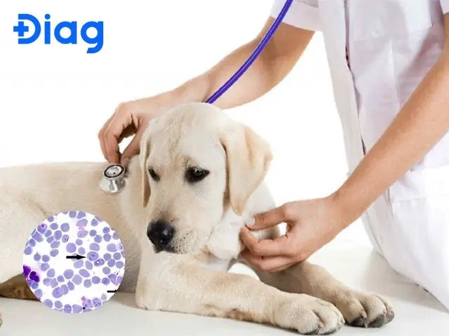 Các Dấu Hiệu Nhiễm Bệnh Ký Sinh Trùng Máu E.canis Ở Chó