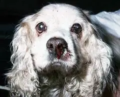 Bệnh E Canis Ở Chó