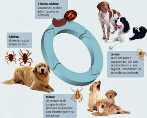 Cách Sinh Bệnh Giảm Bạch Cầu Ở Chó: