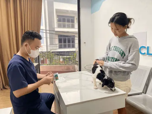 Điều Trị Bệnh Lê Dạng Trùng Tại Sông Hàn Pet Điều Trị Bệnh Lê Dạng Trùng Tại Sông Hàn Pet