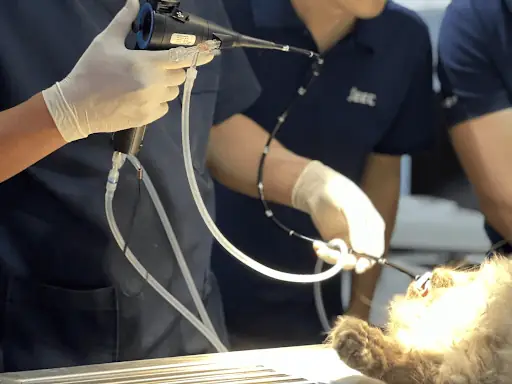 Bệnh Có Nguy Hiểm Không? Bệnh Có Nguy Hiểm Không?