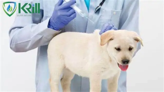 Chó Bị Lepto Có Chữa Được Không? Có Nguy Hiểm Không?