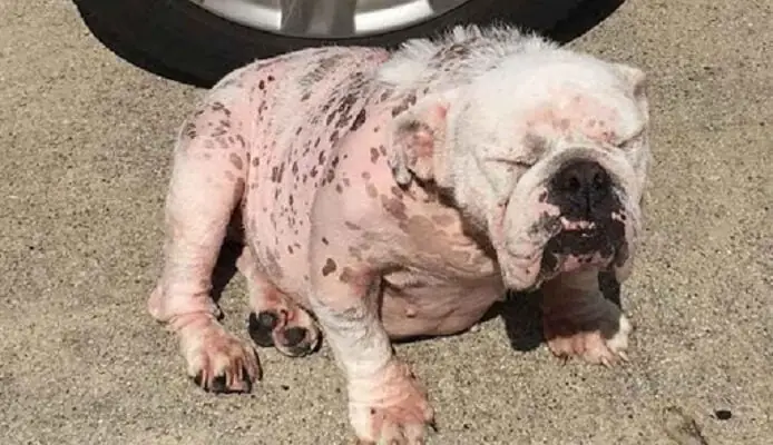 Dấu Hiệu Chó Bị Nhiễm Nấm