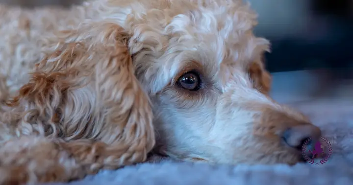 Sốt Cao, Mệt Mỏi Sốt Cao, Mệt Mỏi